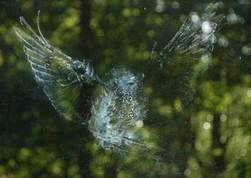Imprint of tawny owls on window glass